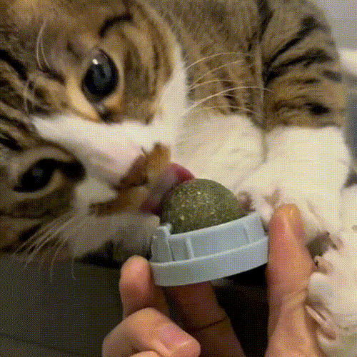 Catnip Ball for Cats, Extra Cat Energy Ball, Edible Toys, Lick Safe Healthy Kitten Chew & Teeth Cleaning Dental Toys